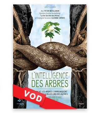 Intelligence des Arbres, L' / Film / HD / 48H / VF + VOST
